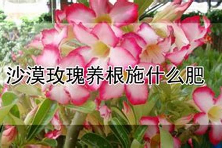 沙漠玫瑰养根施什么肥