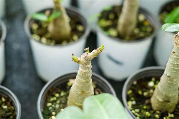 沙漠玫瑰施什么肥比较好