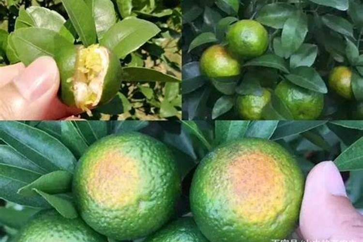 果实膨大期,钙肥亩施用量