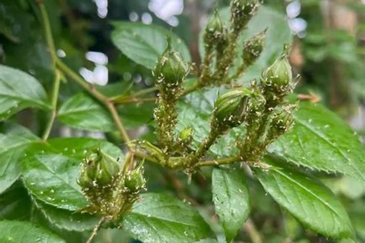 小苏打能不能做叶面肥用于花卉？