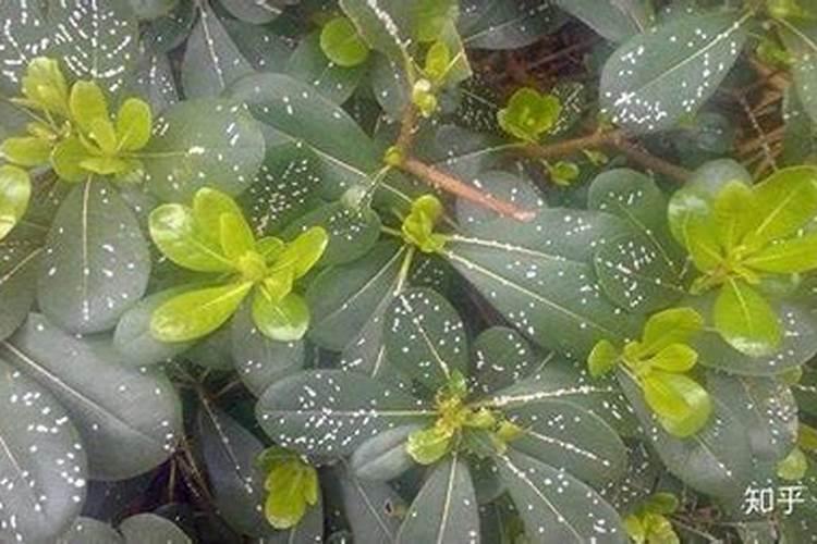 家中花卉发生虫害怎么办