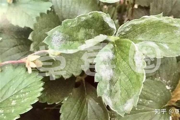 小苏打打草莓白粉病的话,可以加叶面肥吗