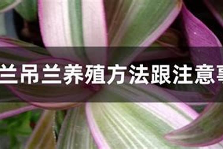 紫露兰吊兰养殖方法跟注意事项