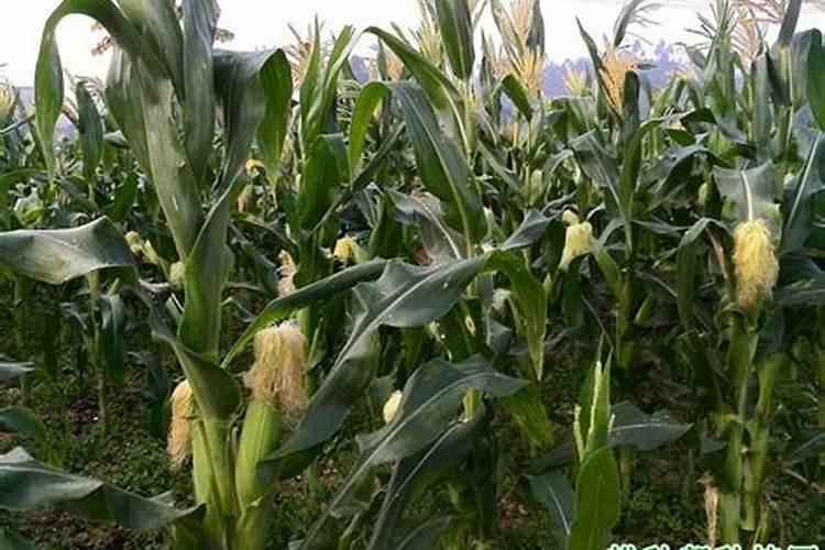 一斤玉米需多少氮