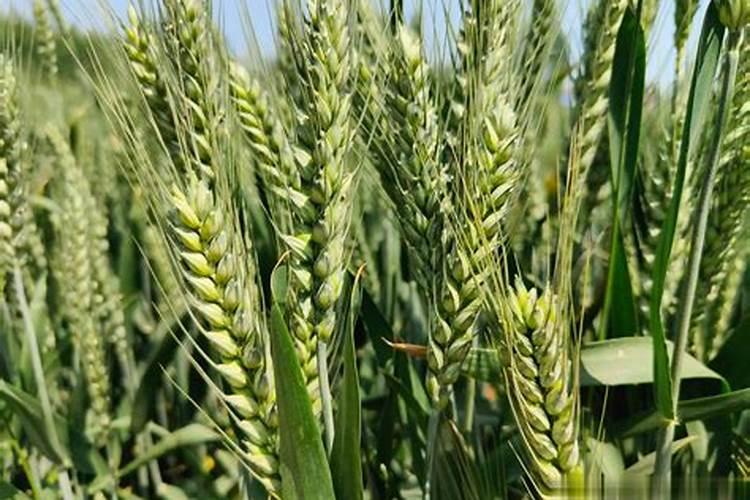 小麦增产秘诀选对水溶肥,产量提升不是梦