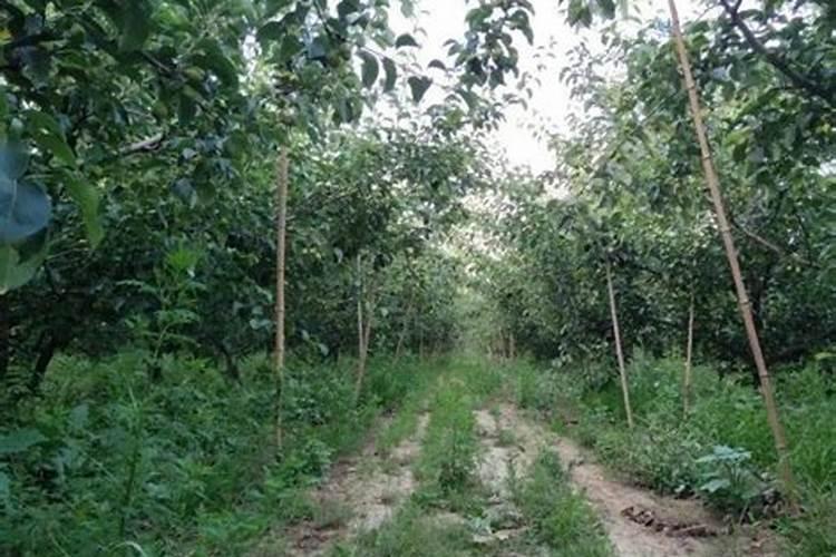 梨树夏季如何管理 梨树养殖方法