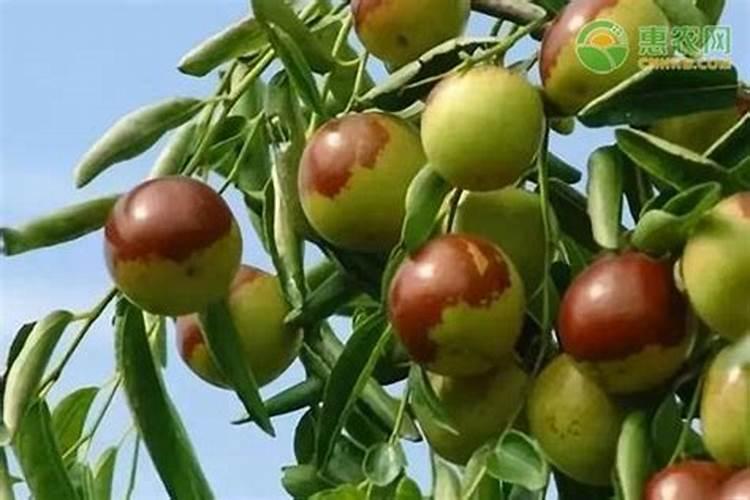 冬枣如何施肥才能高产