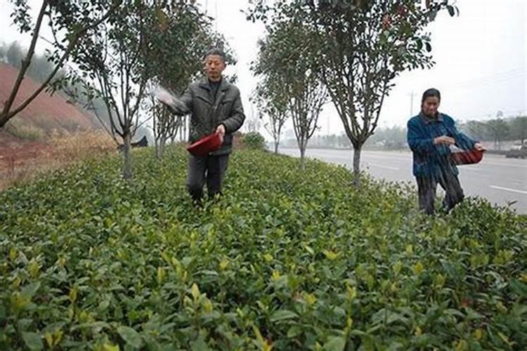 樱桃苗木的施肥追肥要注意事项