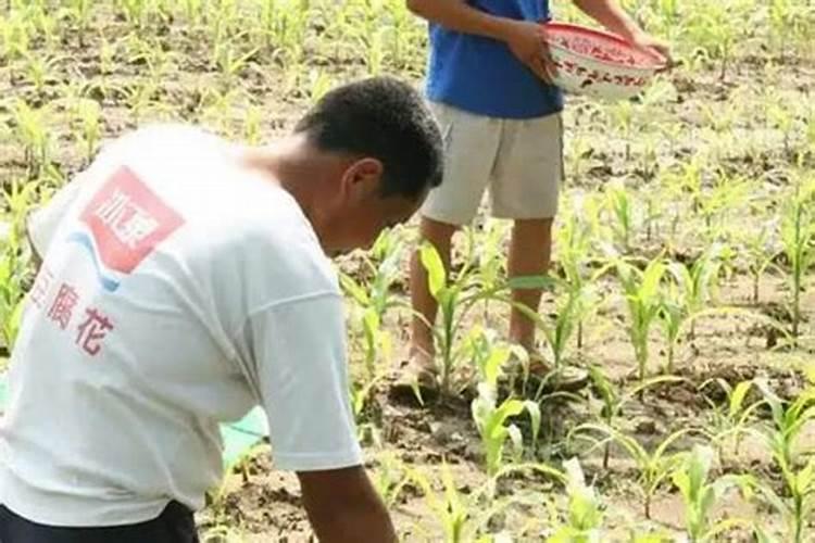 农民使用的化肥老三样是指什么