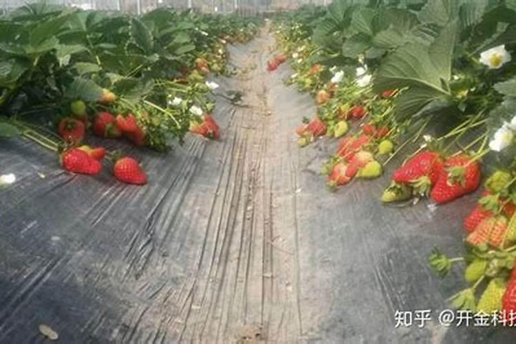 种草莓施什么肥才甜