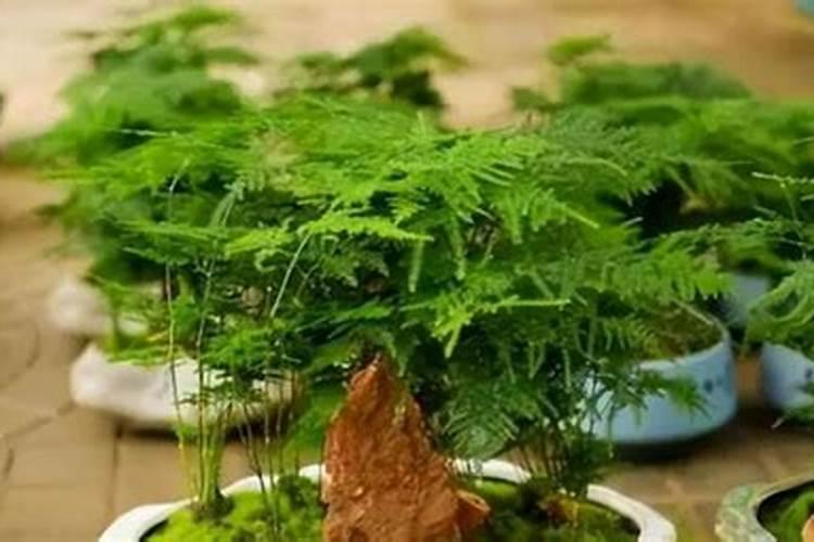 文竹的施肥方法如下