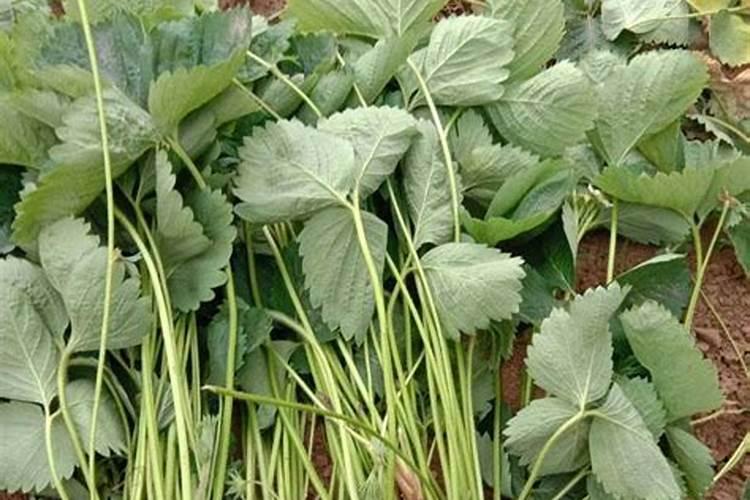 小拱棚草莓种植技术