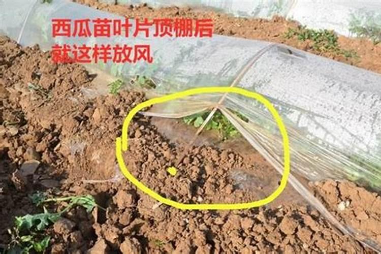 小拱棚内豇豆小苗焦叶是什么原因？