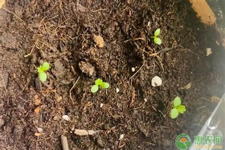 催芽后什么时候施肥？