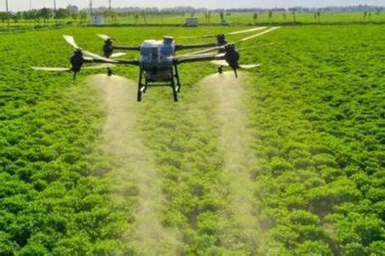 蔬菜喷洒芸苔素后多长时间能看到效果