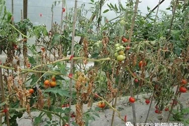 花期西红柿的病毒病如何治疗
