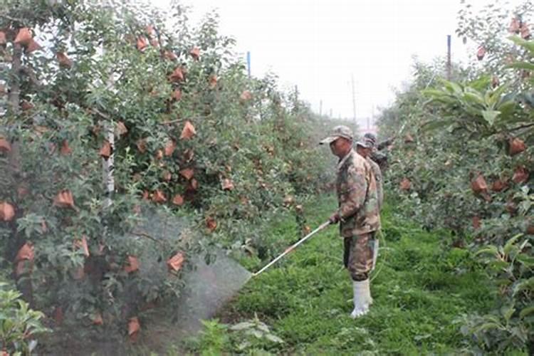 苹果树打药页面肥先放还是后放