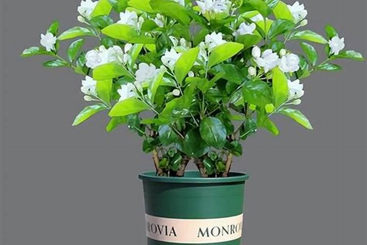 茉莉花用啥补充钾肥最好？