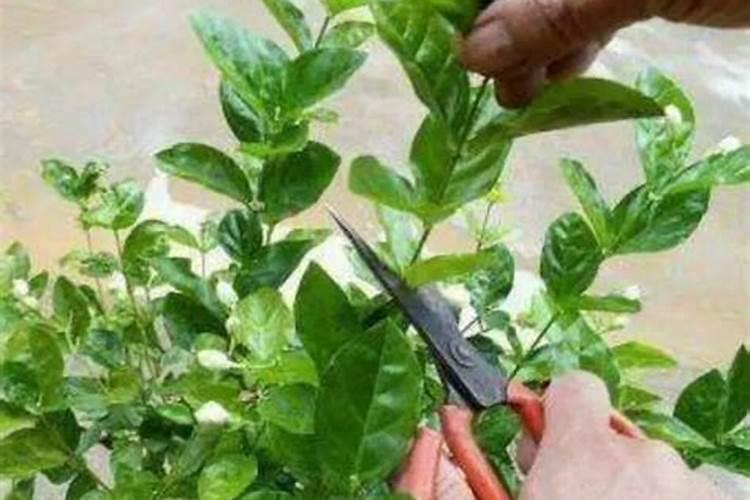 茉莉花修剪后如何正确使用催花肥