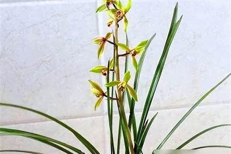 兰花用磷酸二氢钾养护的技巧