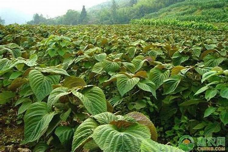 紫苏种植用肥