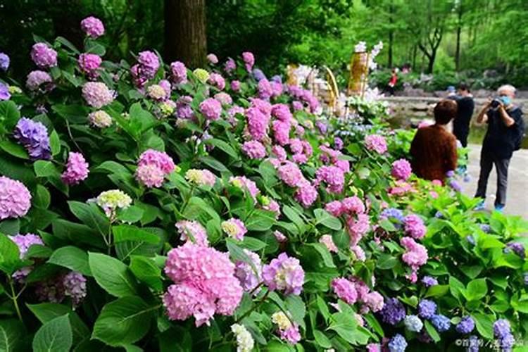 绣球花几月施肥