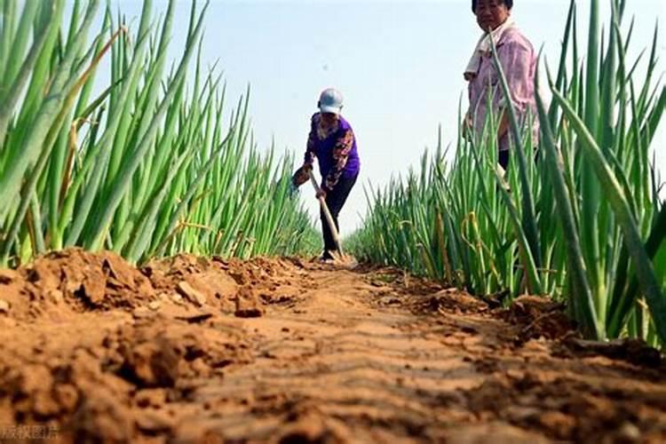 大葱追肥什么时间用钾肥最好？