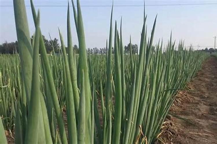 大葱什么时候追肥合适 高产追肥方法