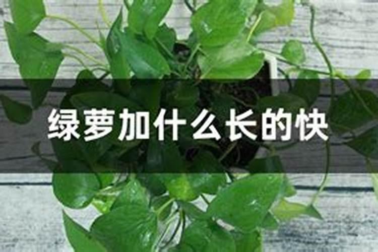 绿萝加什么长的快