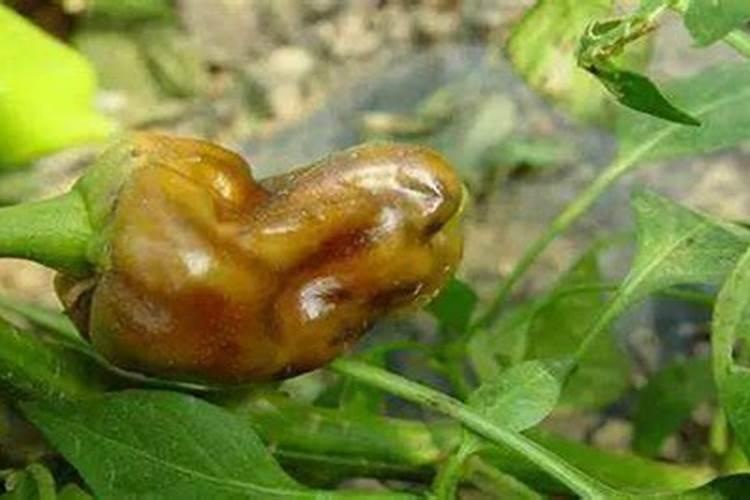请问青椒果白色腐烂什么病
