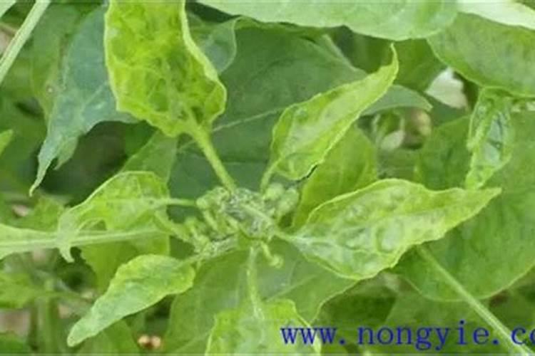 青椒病毒病发生范围广泛,青椒病毒病防治有什么好的方法？