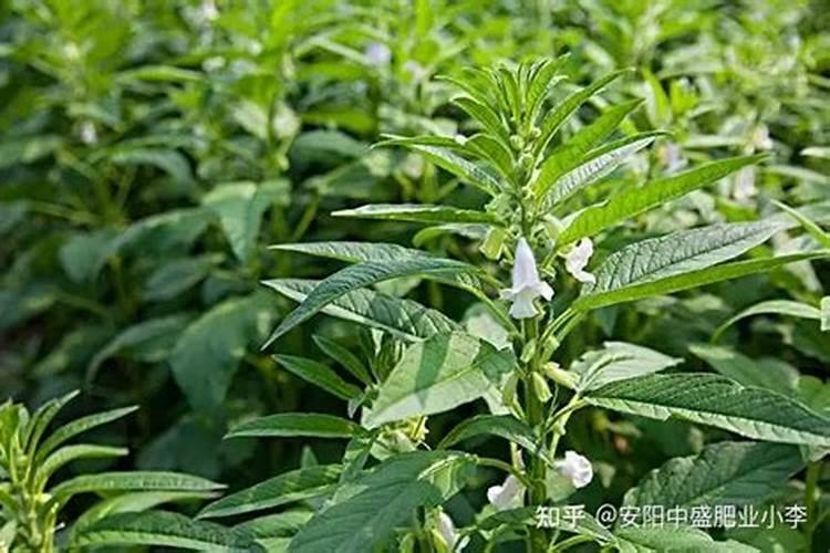 芝麻花期用什么叶面肥较好