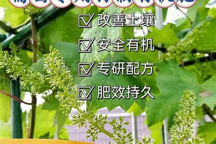 葡萄啥时候施肥浇水最佳？