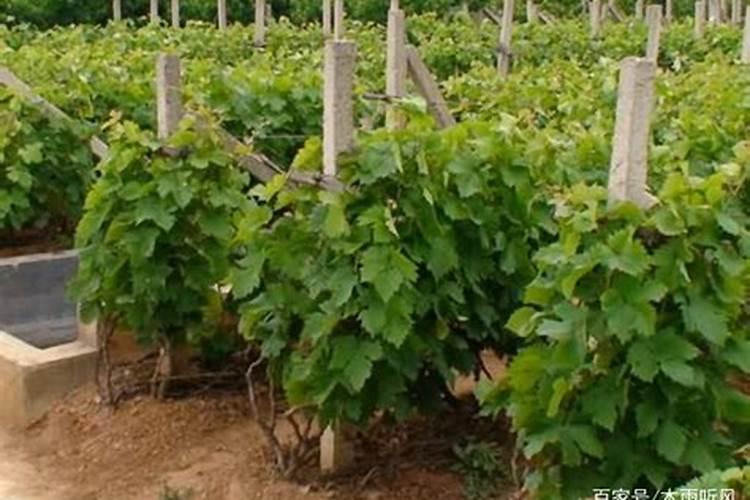 葡萄萌芽期可以浇水吗 葡萄什么时候施肥好