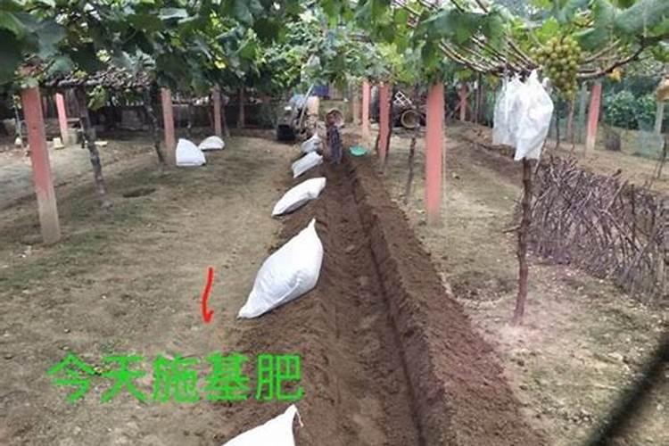 葡萄秋后施肥最佳时机