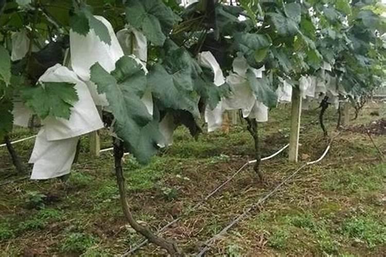 葡萄如何正确浇水和施肥才能让产量更高