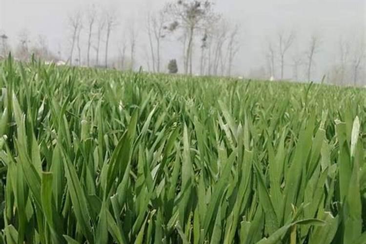 种植小麦,拔节期为什么要浇水施肥？农业专家从4个方面给出答案