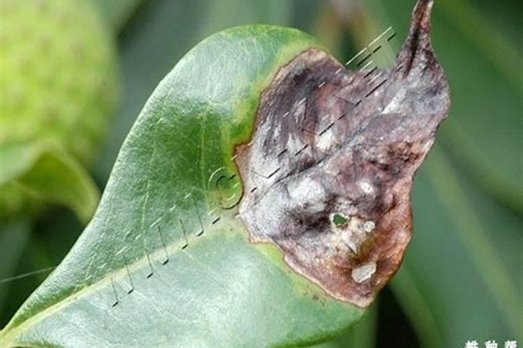 夏天荔枝苗叶枯了2个月了还没好