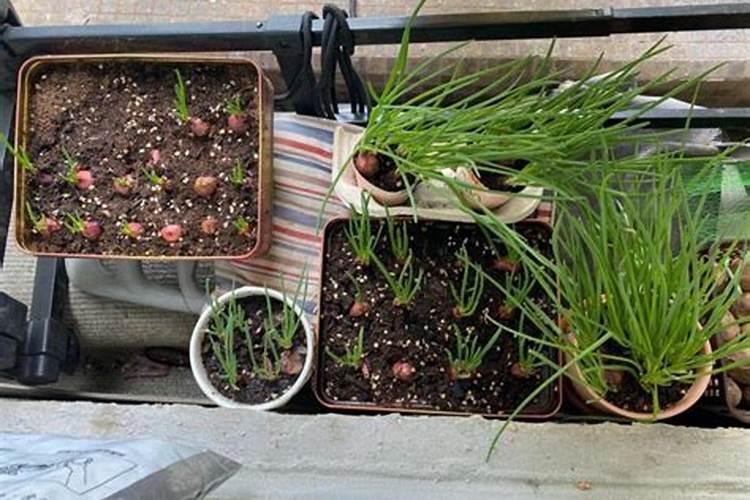 阳台一个人种菜用啥肥料？