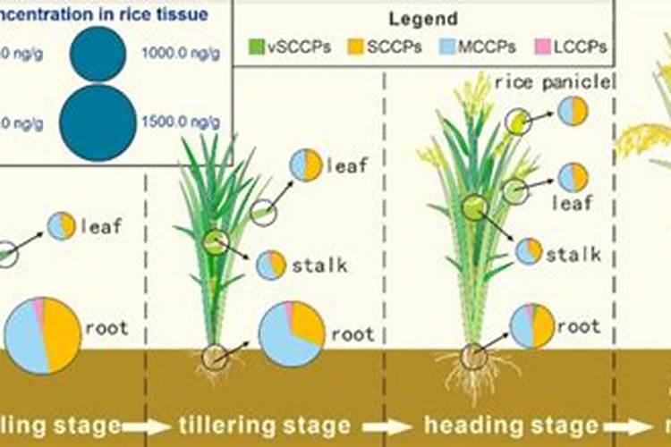 氯化钾在水稻那个生长期用最好？
