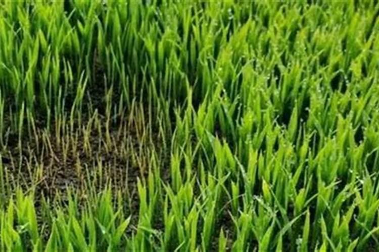 水稻肥料的使用,肥料过多如何补救