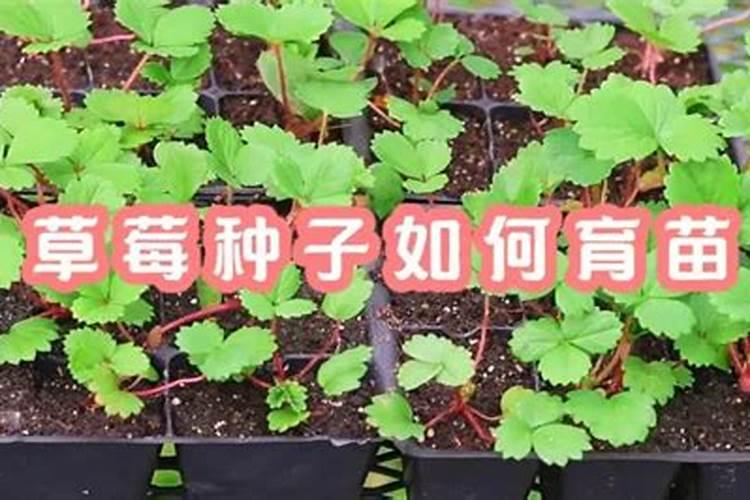 如何种植草莓苗新手