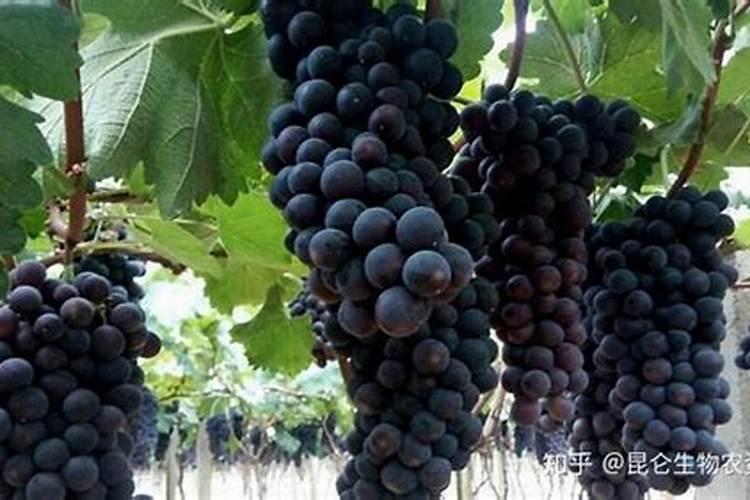 夏黑葡萄用什么膨大剂 附膨大期施肥诀窍