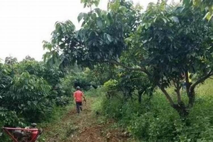 荔枝树施肥及修剪技术