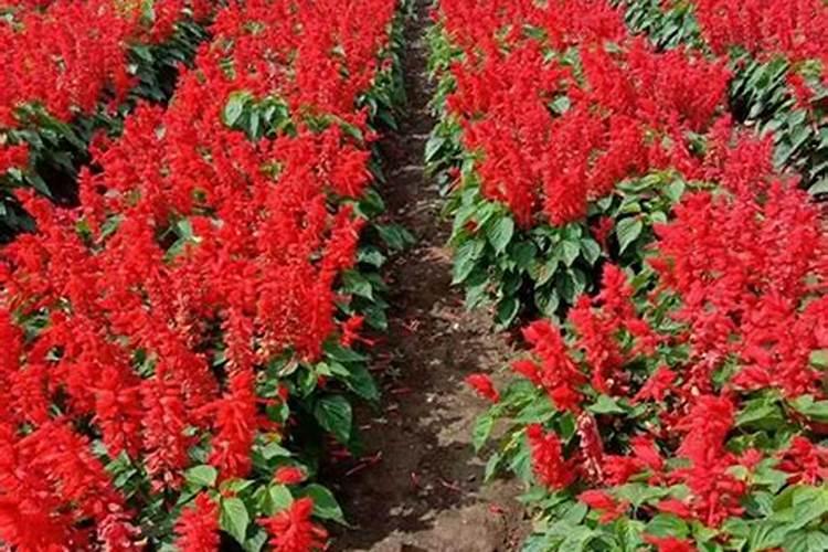 十大公认最好的花肥