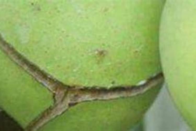 防裂果最有效的药