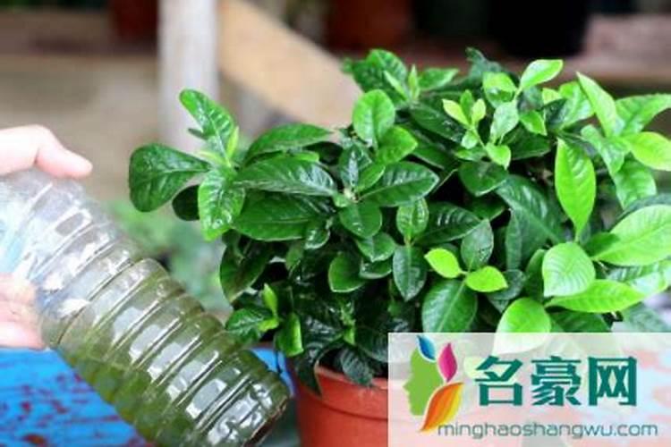 花肥直接用水稀释浇花可以吗？