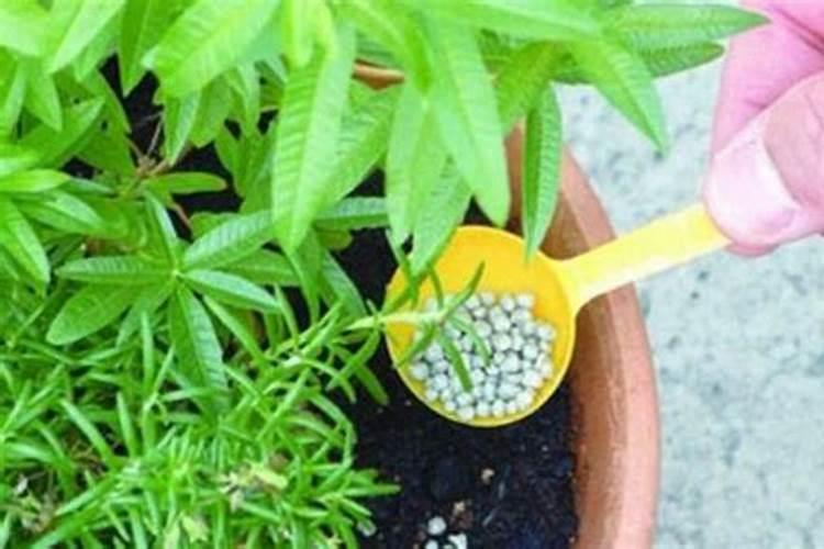 花肥浇花比例是多少