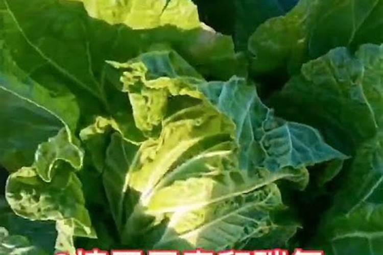 白菜最忌三种肥