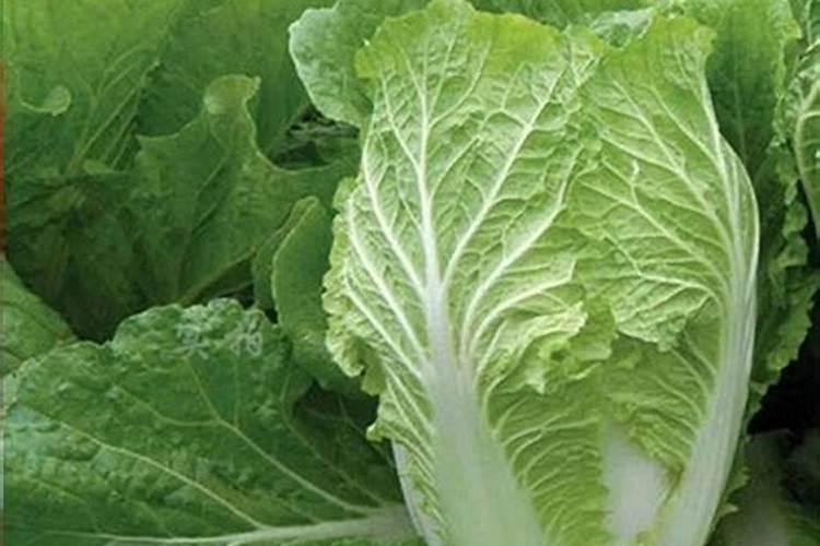 大白菜怎么样施肥是错误的？